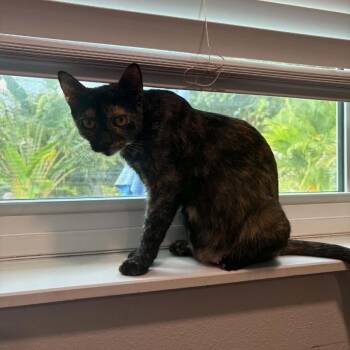 Kiki -  Domestic Medium Hair Cat for Adoption in Pinellas Park, Florida - Kiki | PetCurious