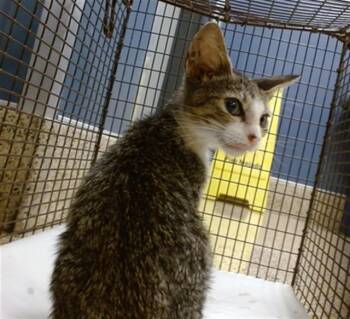 TICO -  Domestic Short Hair Cat for Adoption in Doral, Florida - TICO | PetCurious