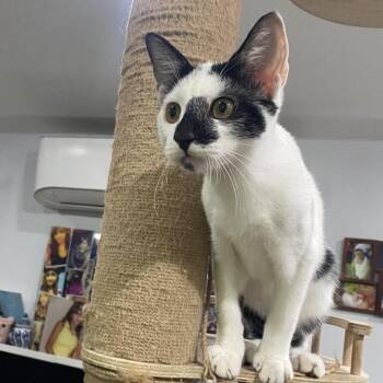 Cypress -  Domestic Short Hair Cat for Adoption in Los Angeles, California - Cypress | PetCurious