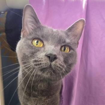 Beerus -  Domestic Short Hair Cat for Adoption in Hendersonville, North Carolina - Beerus | PetCurious