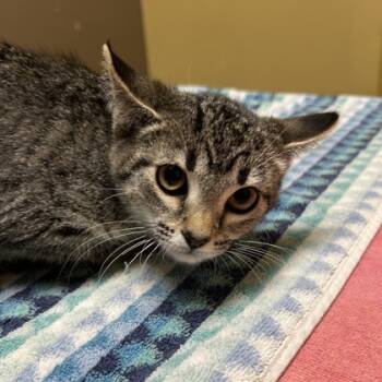 Rescue Domestic Short Hair Cats for Adoption in Merriam, Kansas - Reeses | PetCurious