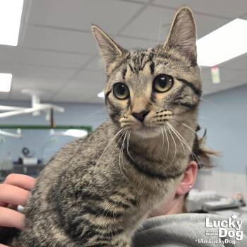 Domestic Short Hair Cats Available for Adoption - Eliza | PetCurious