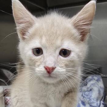 Barron 26-0344 -  Domestic Short Hair Cat for Adoption in Yanceyville, North Carolina - Barron 26-0344 | PetCurious