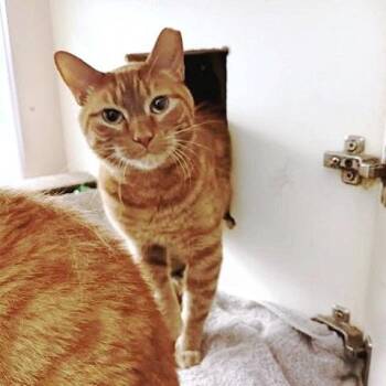 Tabby Cats Available for Adoption in Millcreek, Utah - Bruce And Robert | PetCurious