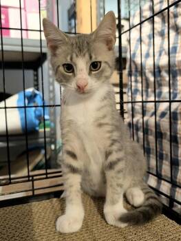 Frankie -  Domestic Short Hair and Tabby Cat for Adoption in Emerald Isle, North Carolina - Frankie | PetCurious
