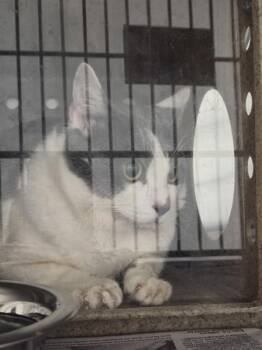 Fb-5 Charlie -  Domestic Short Hair Cat for Adoption in Lawrenceville, Georgia - Fb-5 Charlie | PetCurious