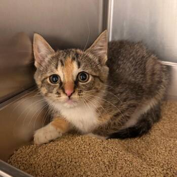 Limoncello -  Domestic Short Hair Cat for Adoption in Wilmington, Delaware - Limoncello | PetCurious