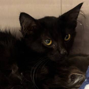 Irma -  Domestic Short Hair Cat for Adoption in Bentonville, Arkansas - Irma | PetCurious