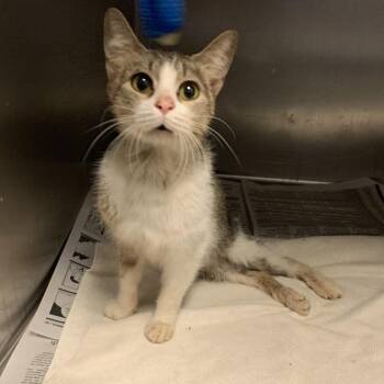 Cheesestick -  Domestic Short Hair Cat for Adoption in San Antonio, Texas - Cheesestick | PetCurious