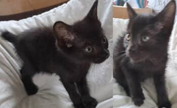 Rescue Manx and Japanese Bobtail Cats for Adoption in PORT WENTWRTH, Georgia - Calypso & Cyllene | PetCurious