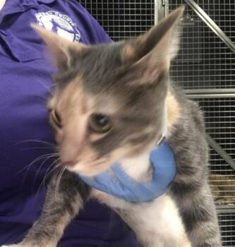 TYGA -  Domestic Short Hair Cat for Adoption in Conroe, Texas - TYGA | PetCurious