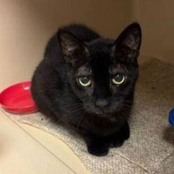 Jojo -  Domestic Short Hair Cat for Adoption in Elyria, Ohio - Jojo | PetCurious