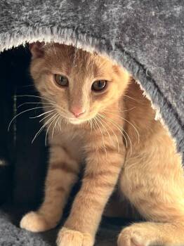 Bisque -  Domestic Medium Hair Cat for Adoption in Millcreek, Utah - Bisque | PetCurious