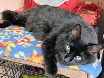 Moki -  Domestic Long Hair Cat for Adoption in Sparta, Wisconsin - Moki | PetCurious