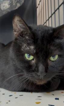 26-531 -  Domestic Medium Hair and Domestic Short Hair Cat for Adoption in Barnesville, Georgia - 26-531 | PetCurious