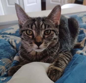 Amethyst -  Tabby Cat for Adoption - Amethyst | PetCurious