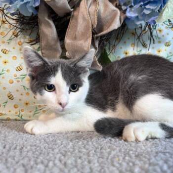 Hat Trick -  Domestic Short Hair Cat for Adoption in Toms River, New Jersey - Hat Trick | PetCurious
