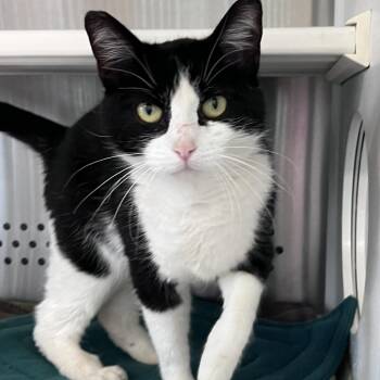 Domestic Short Hair Cats Available for Adoption - Mellow | PetCurious