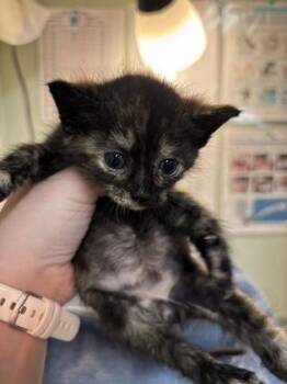Fern -  Domestic Short Hair Cat for Adoption in Picayune, Mississippi - Fern | PetCurious