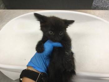 A1933818 -  Domestic Short Hair Cat for Adoption in Thousand Palms, California - A1933818 | PetCurious