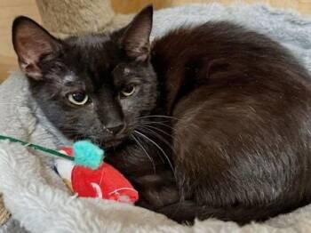 Domestic Short Hair Cats Available for Adoption - Mystery 10.10.25 | PetCurious