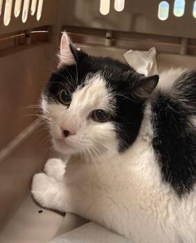 Mimi (at Smitten Kitten) -  Domestic Short Hair Cat for Adoption in Fishers, Indiana - Mimi (at Smitten Kitten) | PetCurious
