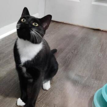 Maestro -  Domestic Short Hair Cat for Adoption in Freeport, Florida - Maestro | PetCurious