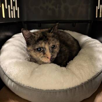 Gochujang -  Domestic Short Hair Cat for Adoption in Baltimore, Maryland - Gochujang | PetCurious