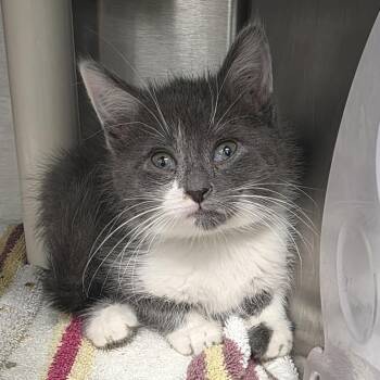 Spice -  Domestic Short Hair Cat for Adoption in Fort Wayne, Indiana - Spice | PetCurious