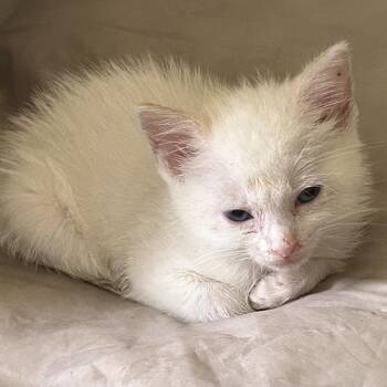 Cynder -  Siamese Cat for Adoption in Mount Vernon, Arkansas - Cynder | PetCurious