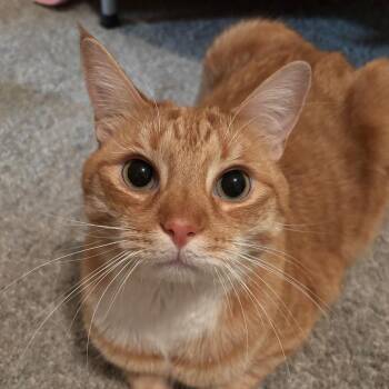 Domestic Short Hair Cats Available for Adoption - Bowie | PetCurious