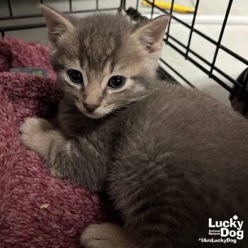 Domestic Short Hair Cats Available for Adoption in Washington, District Of Columbia - Cuppa Folgers | PetCurious