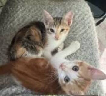 SOCKS* -  Domestic Short Hair Cat for Adoption in Santa Cruz, California - SOCKS* | PetCurious