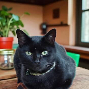 Rescue Domestic Short Hair Cats for Adoption in Chuckey, Tennessee - Ashton NC | PetCurious