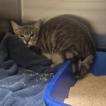 Jamie -  Domestic Short Hair Cat for Adoption in Los Angeles, California - Jamie | PetCurious