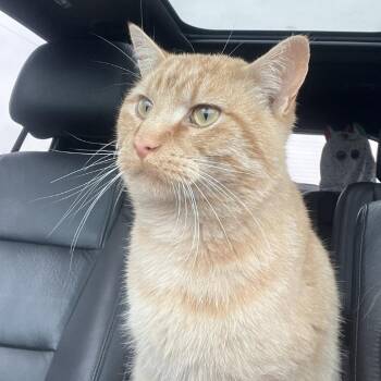 Domestic Short Hair Cats Available for Adoption in Milan, Illinois - Imposter | PetCurious