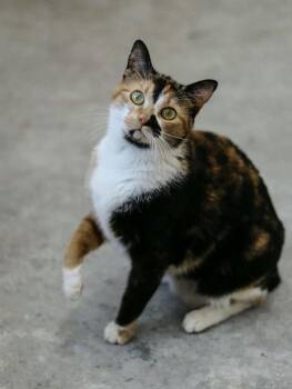 Maribelle -  Calico Cat Available for Adoption in Lewisburg, Tennessee - Maribelle | PetCurious