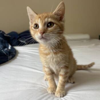 Morgan Holland -  Domestic Short Hair Cat for Adoption in Eagle Mountain, Utah - Morgan Holland | PetCurious