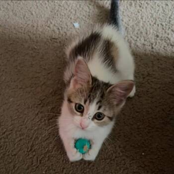 Ribbons -  Domestic Short Hair Cat for Adoption in Dearborn, Michigan - Ribbons | PetCurious