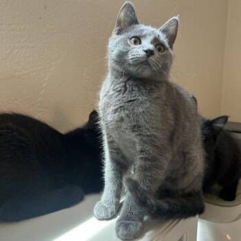 Olive -  Domestic Short Hair Cat for Adoption in Fishers, Indiana - Olive | PetCurious