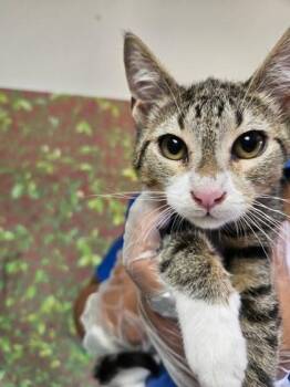 Holler -  Domestic Short Hair Cat for Adoption in San Antonio, Texas - Holler | PetCurious