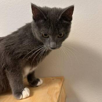 Edward -  Domestic Short Hair Cat for Adoption in Cody, Wyoming - Edward | PetCurious