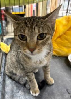 Domestic Short Hair Cats Available for Adoption - Christi | PetCurious