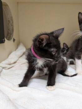 Gertrude [Magenta] -  Domestic Short Hair Cat for Adoption in Chamblee, Georgia - Gertrude [Magenta] | PetCurious