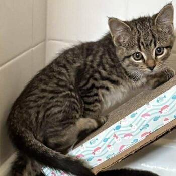 Rescue Domestic Short Hair Cats for Adoption in Winchester, Virginia - Amity | PetCurious