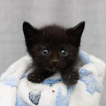 Gladiola -  Domestic Short Hair Cat Available for Adoption in Hattiesburg, Mississippi - Gladiola | PetCurious