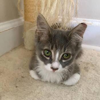 Abbey -  Domestic Medium Hair Cat for Adoption in Charlotte, North Carolina - Abbey | PetCurious