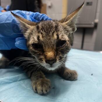 Teed -  Domestic Short Hair Cat for Adoption in Summerville, South Carolina - Teed | PetCurious