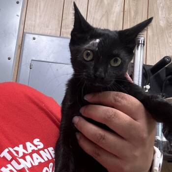 Salem -  Domestic Short Hair Cat for Adoption in Leander, Texas - Salem | PetCurious