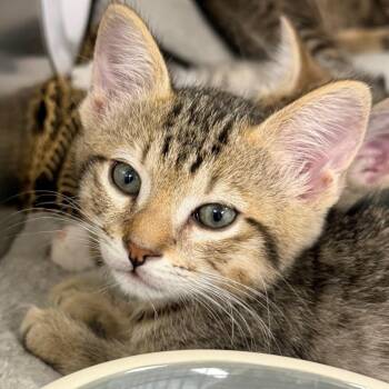 Domestic Short Hair Cats Available for Adoption in West Palm Beach, Florida - Cloudie (Green) | PetCurious
